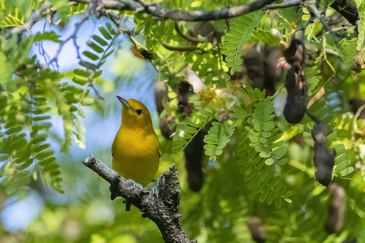 Prothonotary Warbler - ML608972850