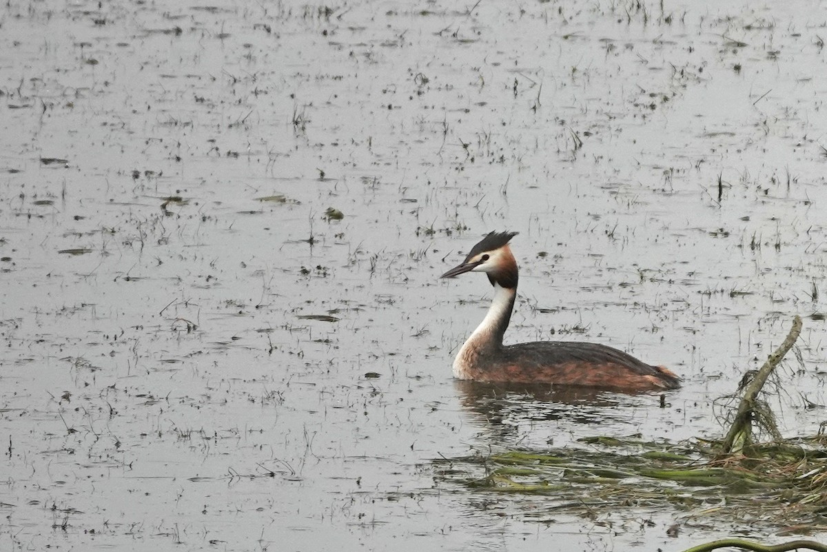 Great Crested Grebe - ML608973122