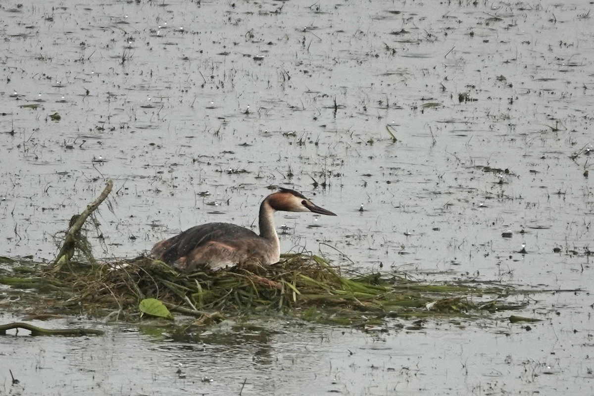 Great Crested Grebe - ML608973123