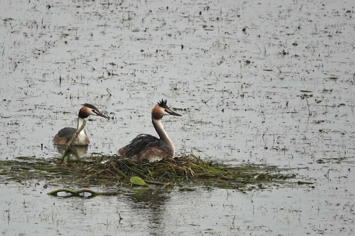 Great Crested Grebe - ML608973125