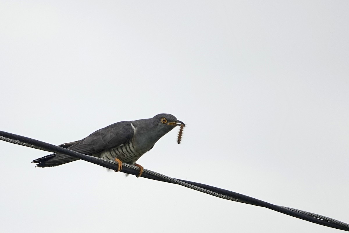Common Cuckoo - ML608973208
