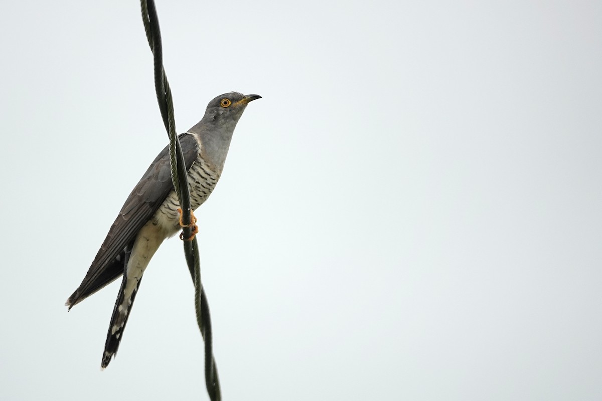 Common Cuckoo - ML608973210
