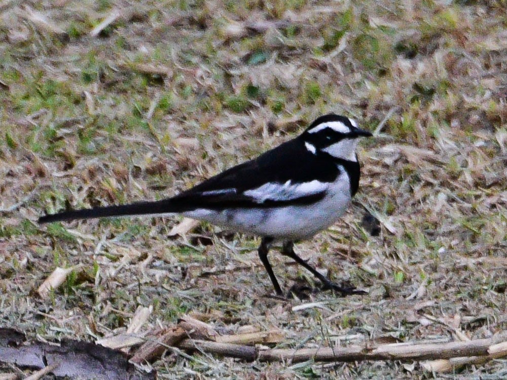 African Pied Wagtail - ML608973441