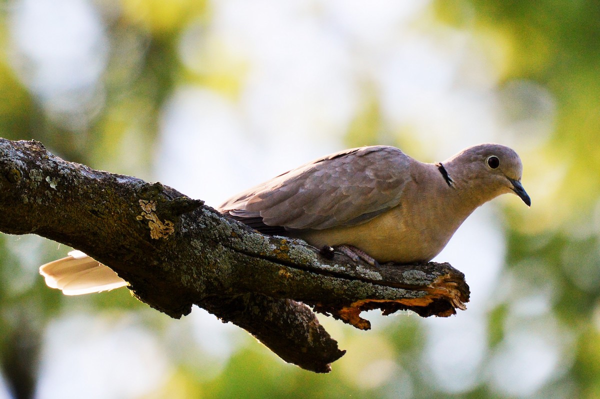Eurasian Collared-Dove - Amy Downing
