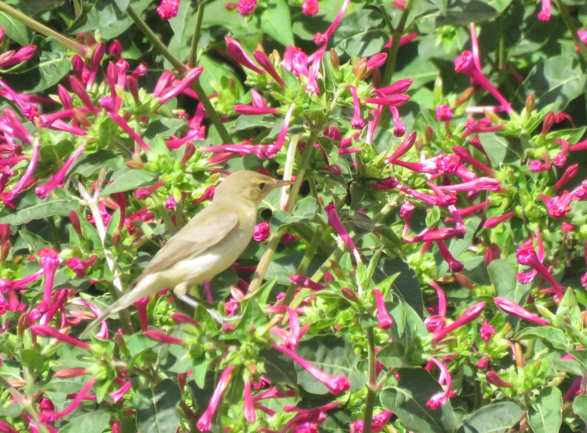 Melodious Warbler - ML608973677