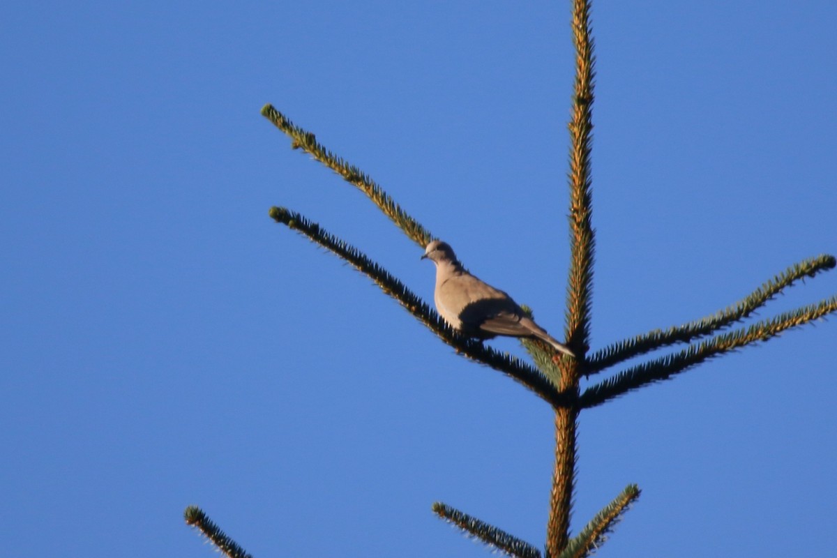 Eurasian Collared-Dove - ML608974195