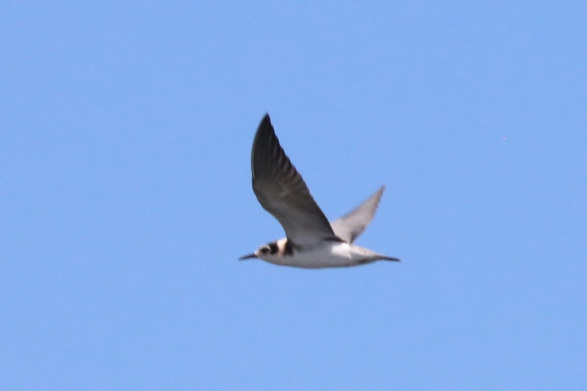 Black Tern - Dianna Lieter