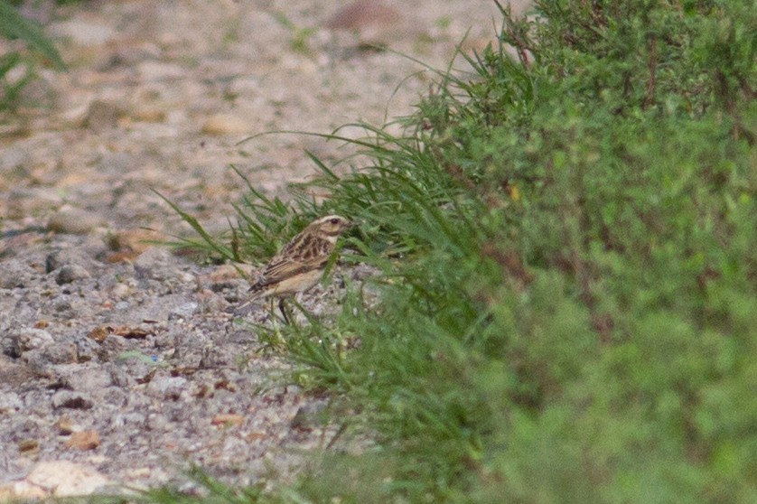 Whinchat - ML608975009