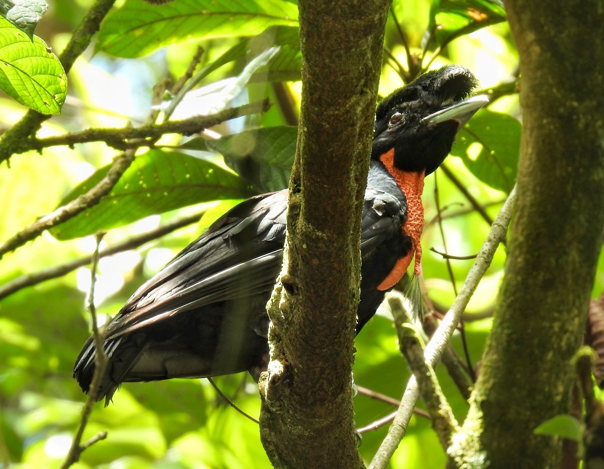 Bare-necked Umbrellabird - ML608975273