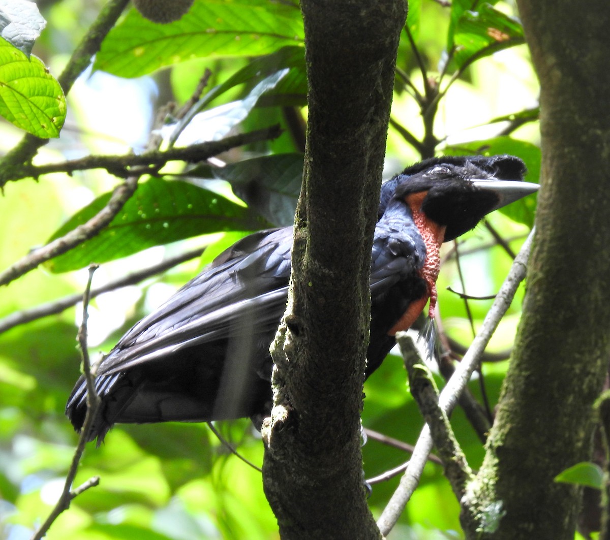 Bare-necked Umbrellabird - ML608975274
