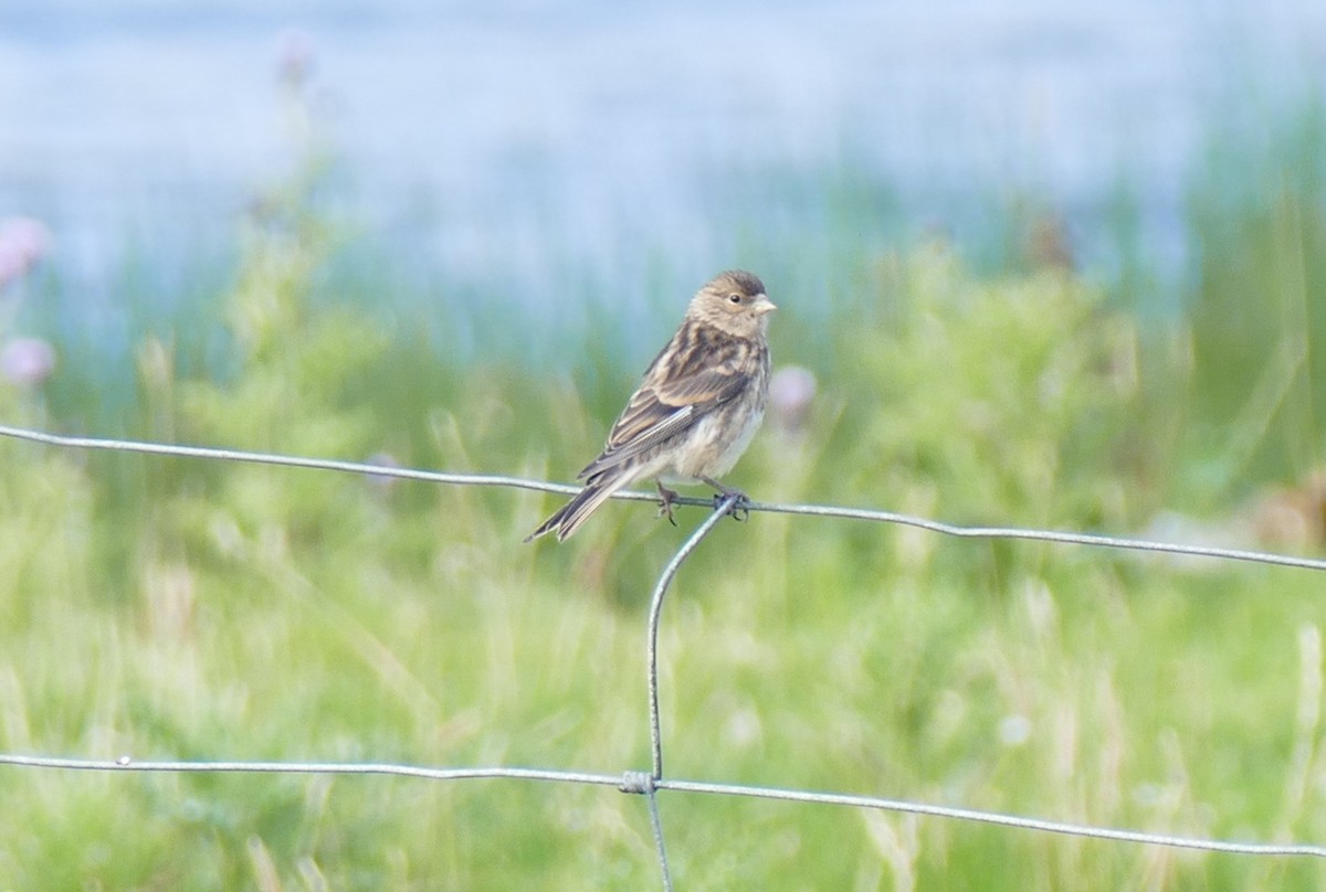 Meadow Pipit - ML608975286