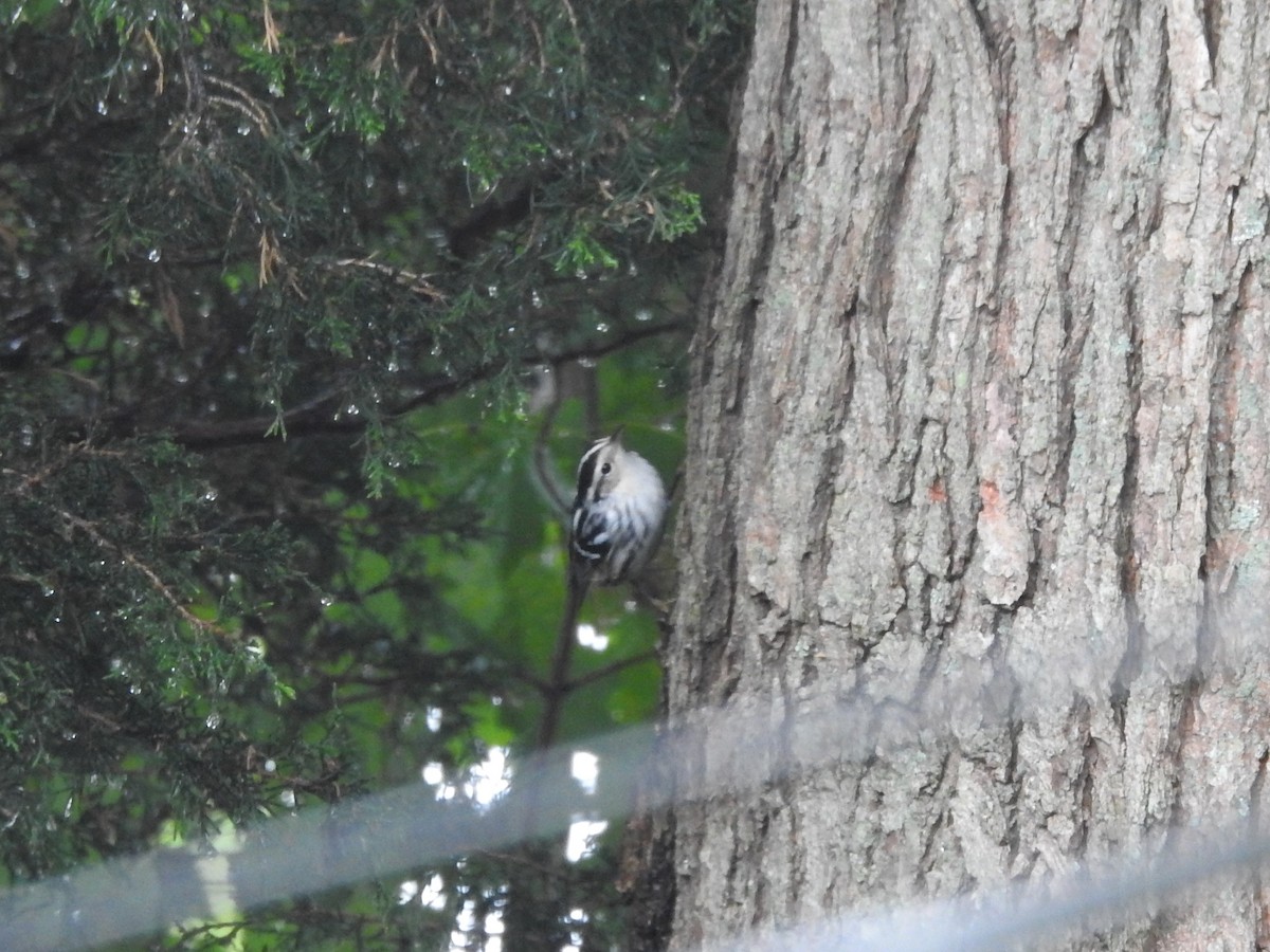 Black-and-white Warbler - ML608975358