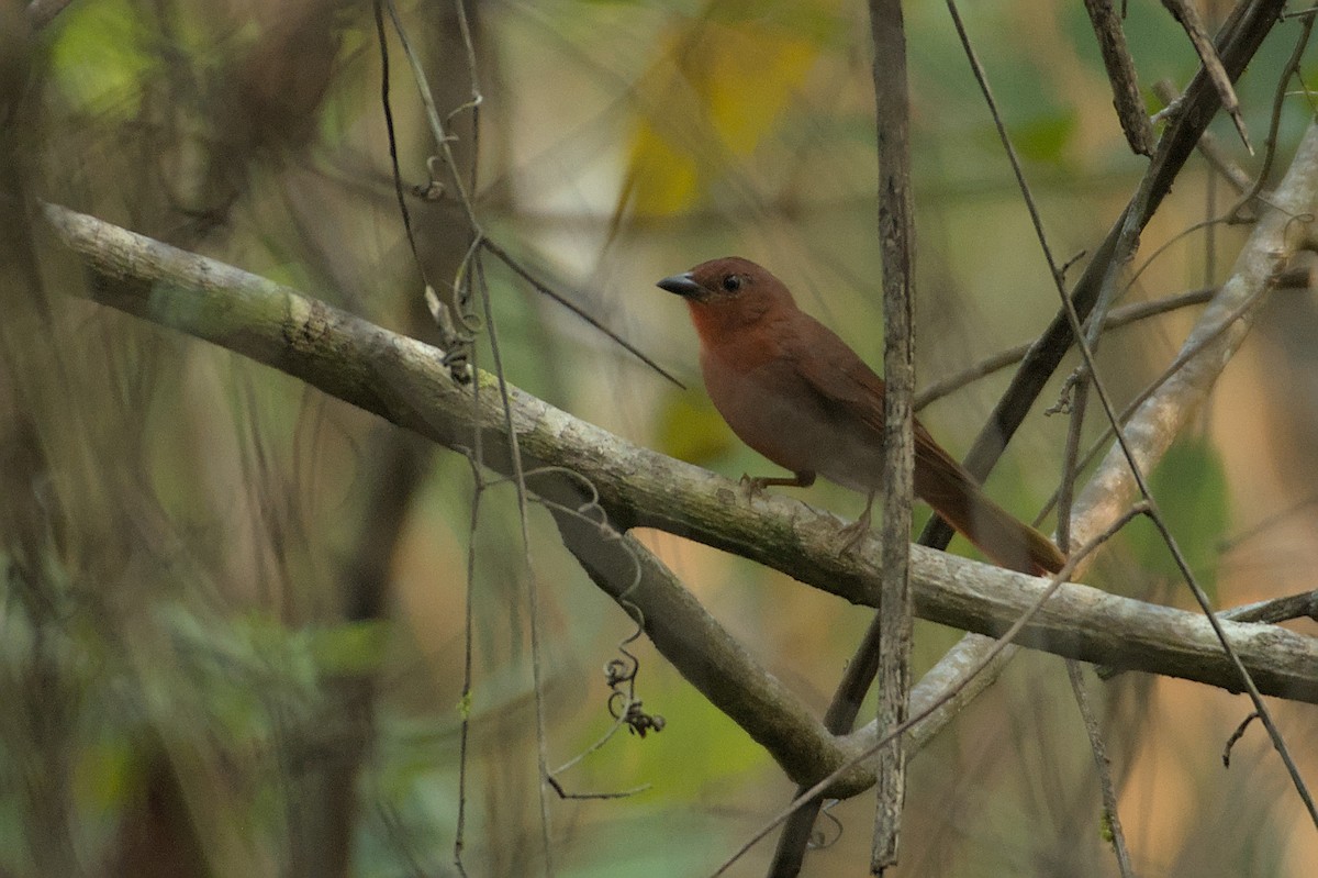 Red-crowned Ant-Tanager (Northern) - ML608975701
