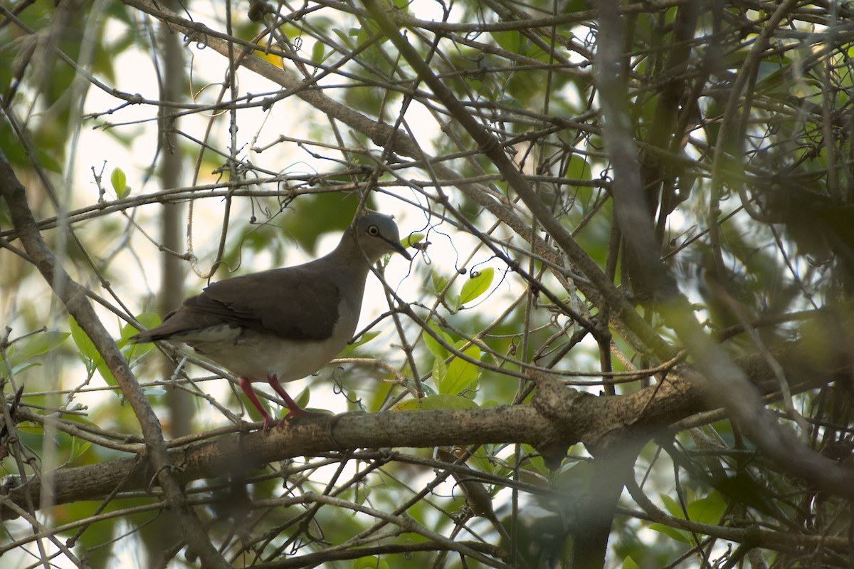 Gray-headed Dove (Gray-headed) - ML608975843