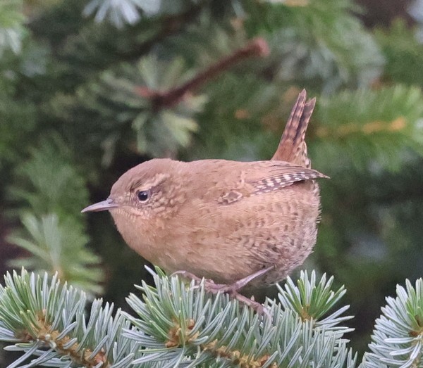 Pacific Wren (alascensis Group) - ML608975901