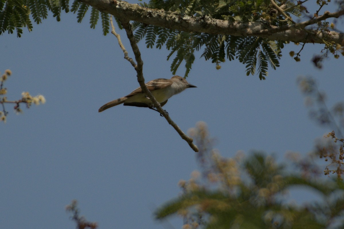 Brown-crested Flycatcher (Cooper's) - ML608976290