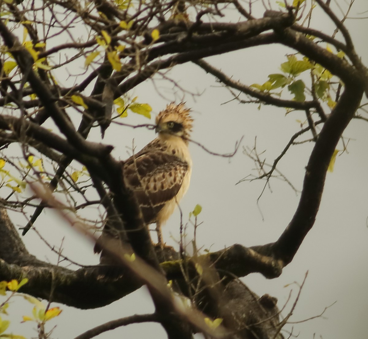 Crested Serpent-Eagle - ML608976784