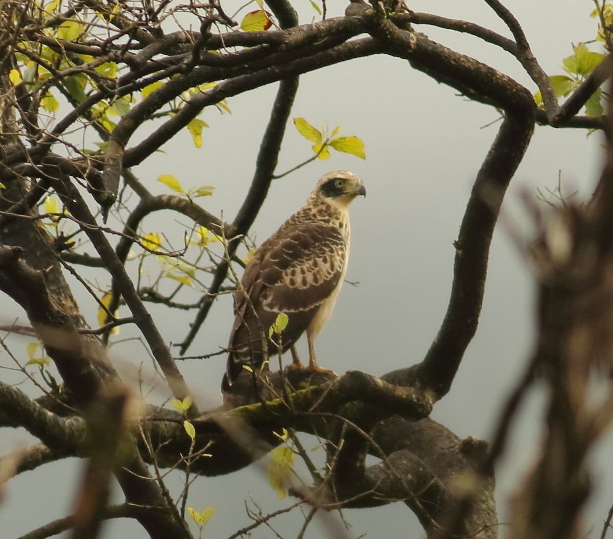 Crested Serpent-Eagle - ML608976798