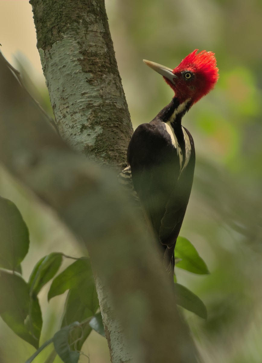 Lineated Woodpecker (Lineated) - ML608976866