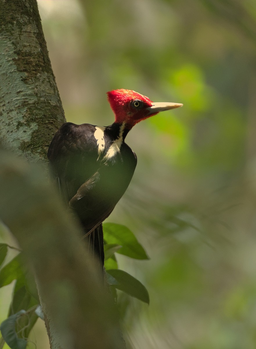 Lineated Woodpecker (Lineated) - ML608976867