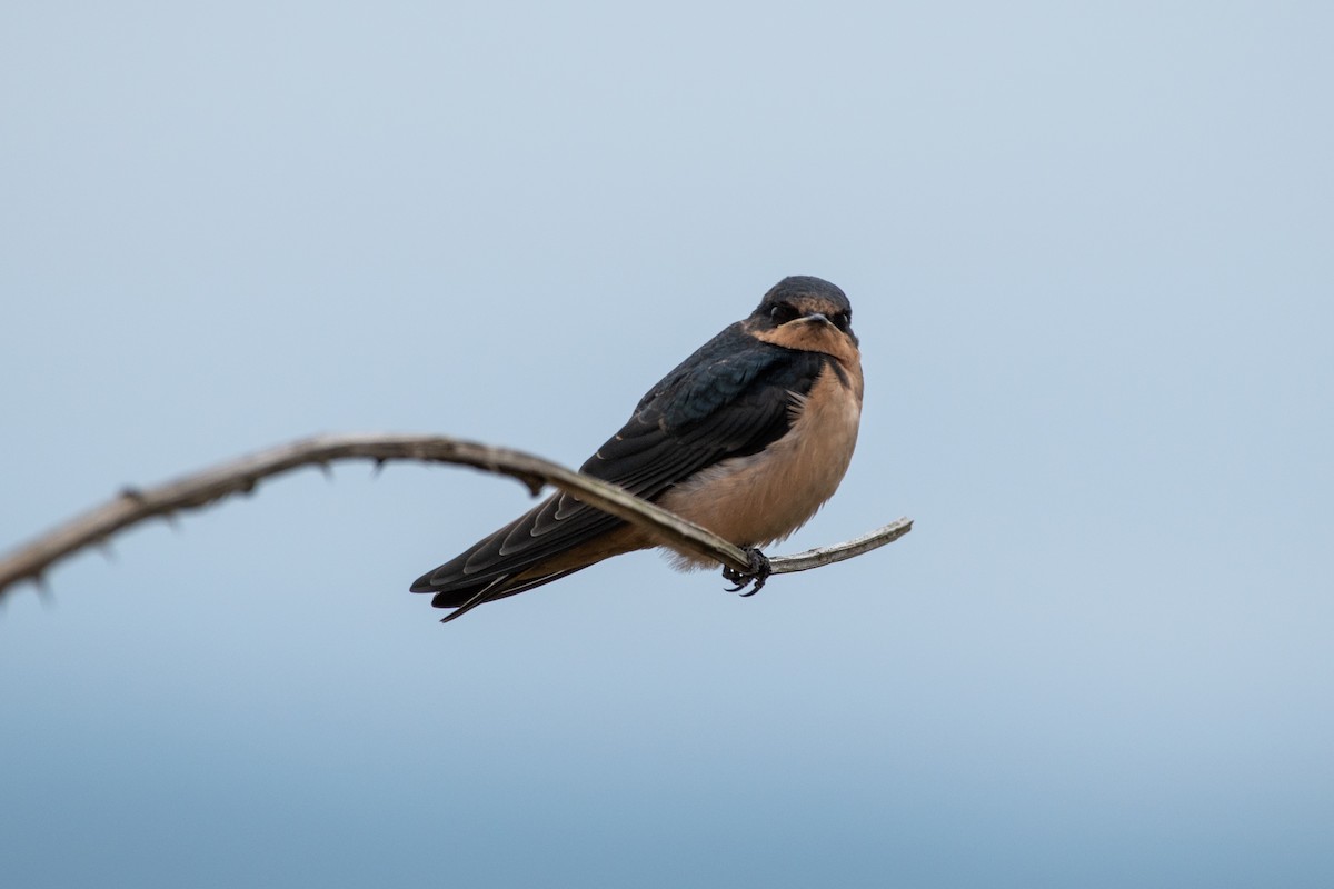 Barn Swallow - ML608976877