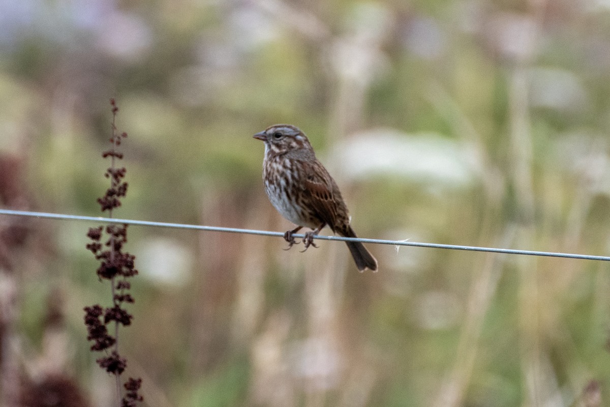 Song Sparrow - ML608976889