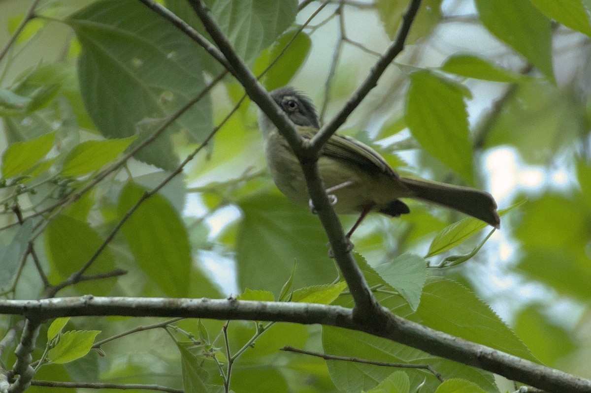 Sepia-capped Flycatcher - ML608977064