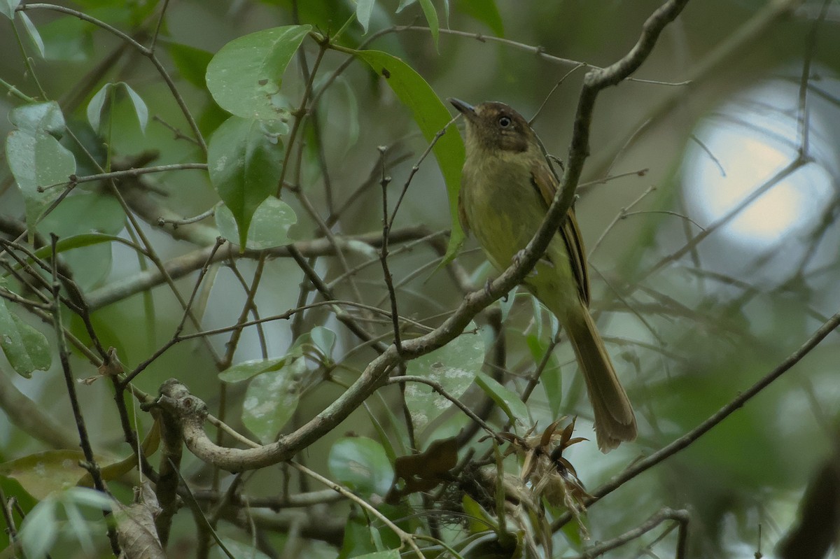 Sepia-capped Flycatcher - ML608977065