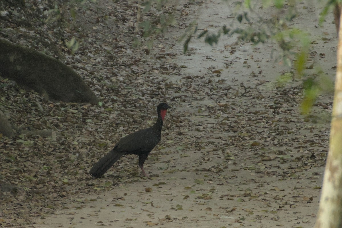 Crested Guan - ML608977135