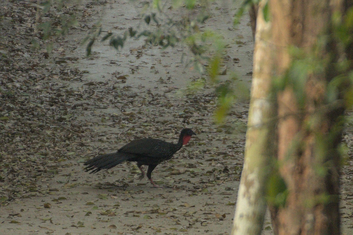 Crested Guan - ML608977136