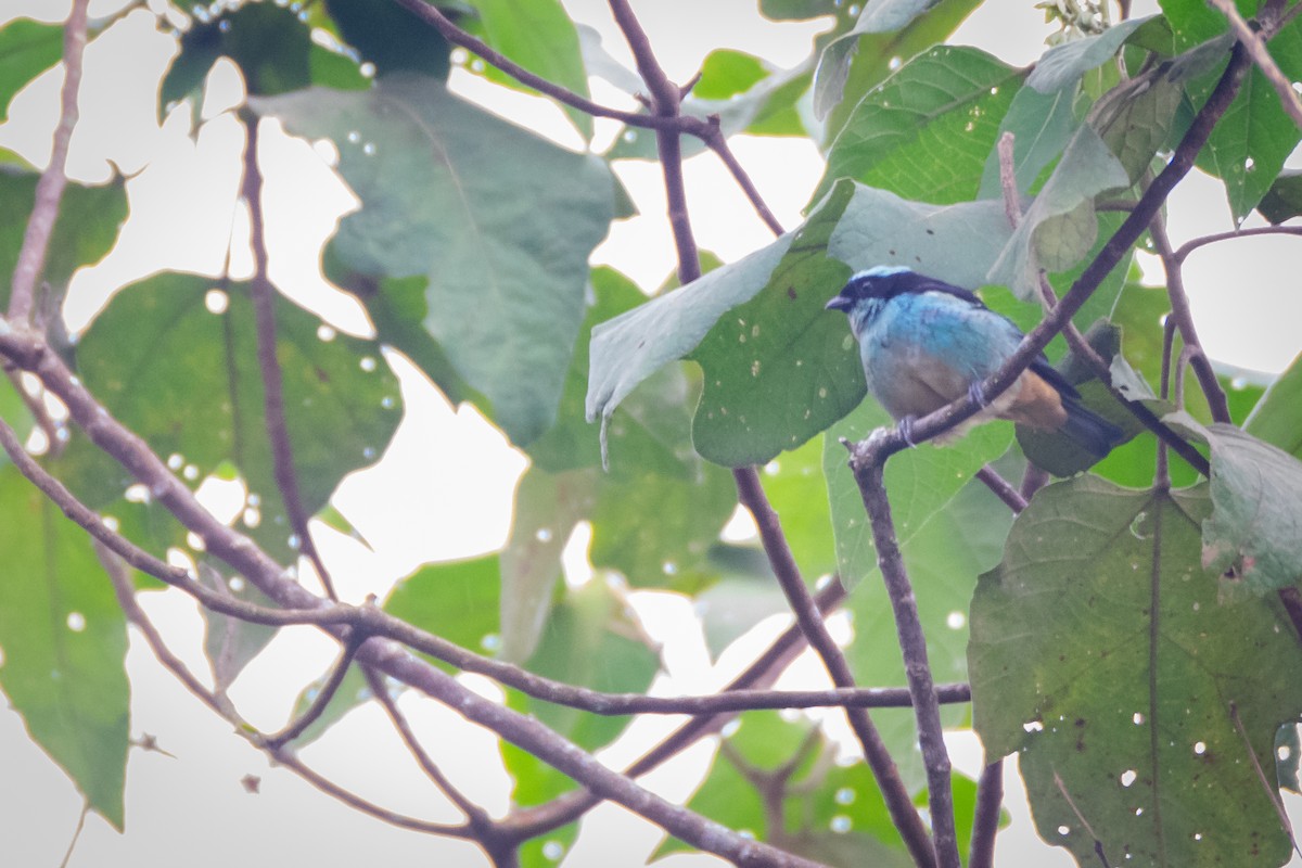 Blue-browed Tanager - ML608977156