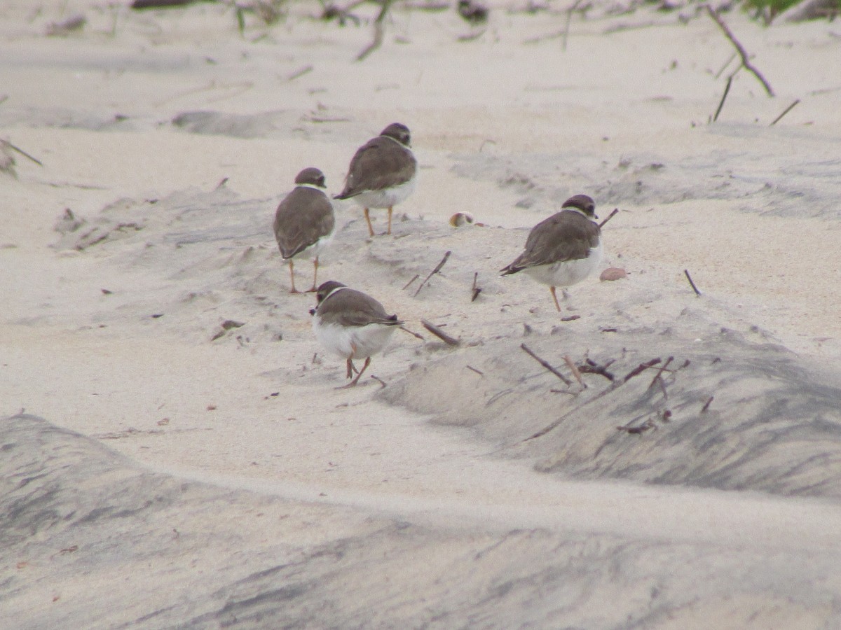 Semipalmated Plover - ML608977330