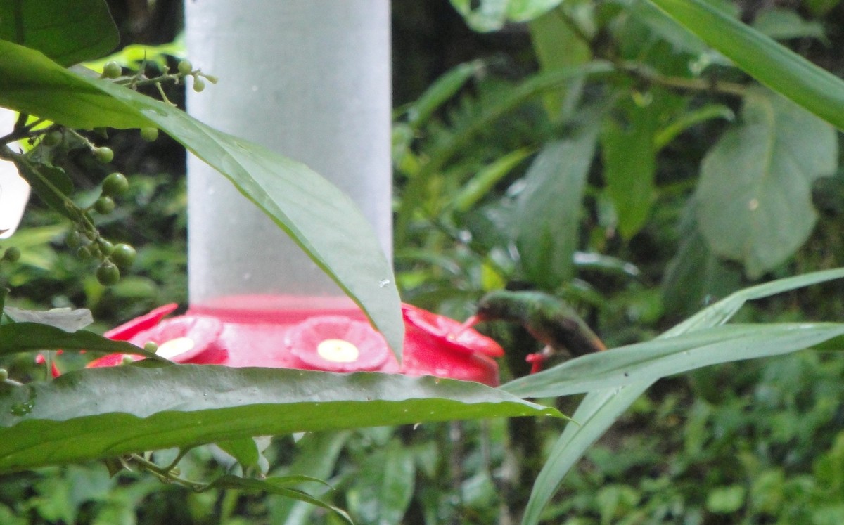 Rufous-tailed Hummingbird - ML608977483