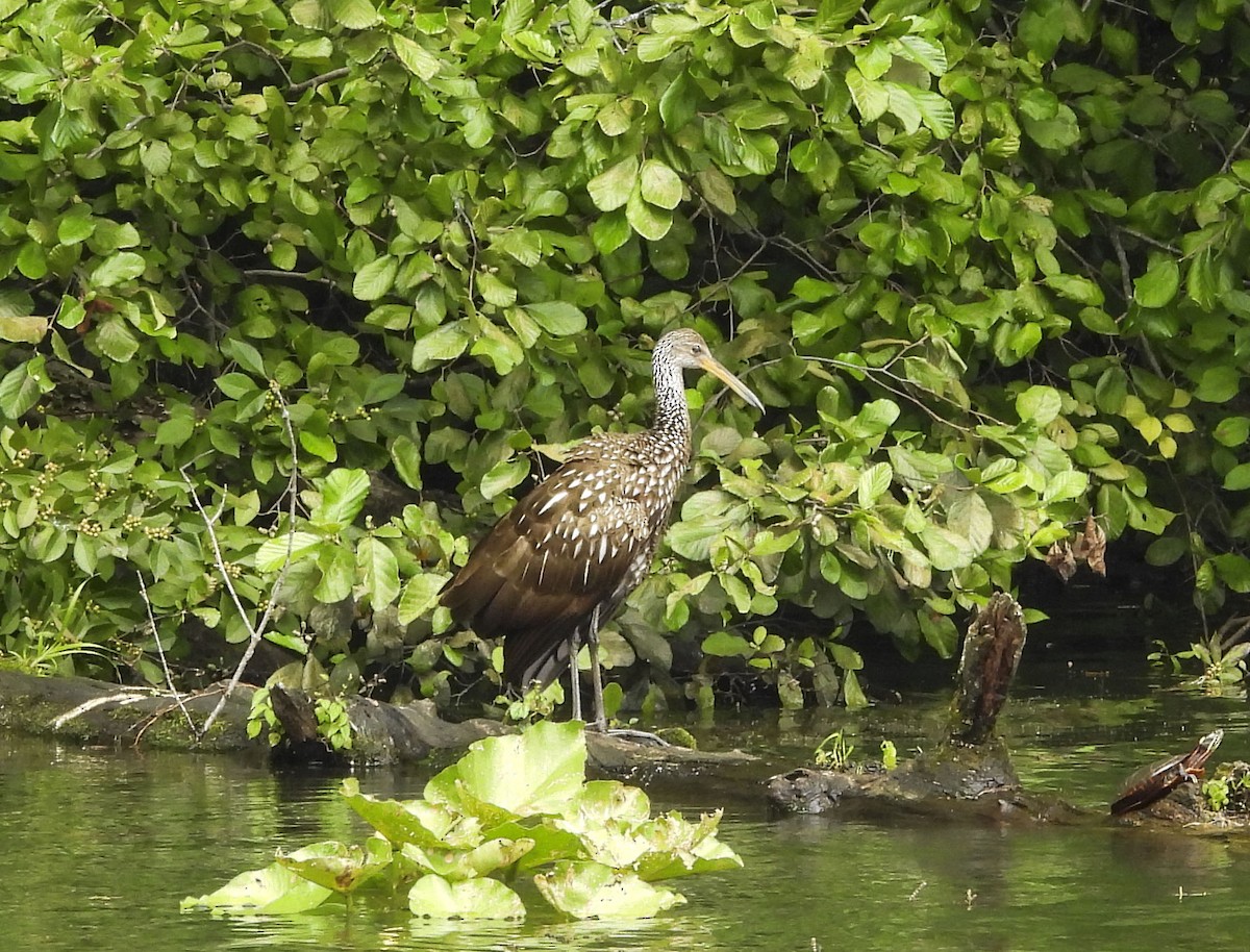 Ebird Checklist Aug Moraine Sp Mcdanel S Boat Launch