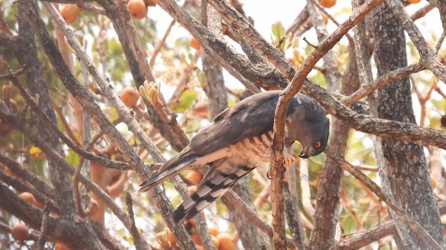 African Cuckoo-Hawk - ML608978299