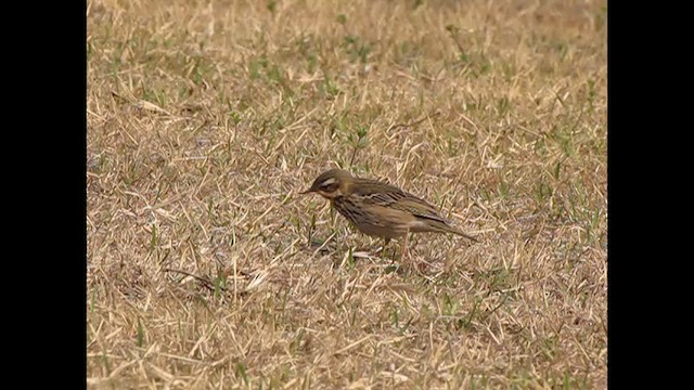 Olive-backed Pipit - ML608978494