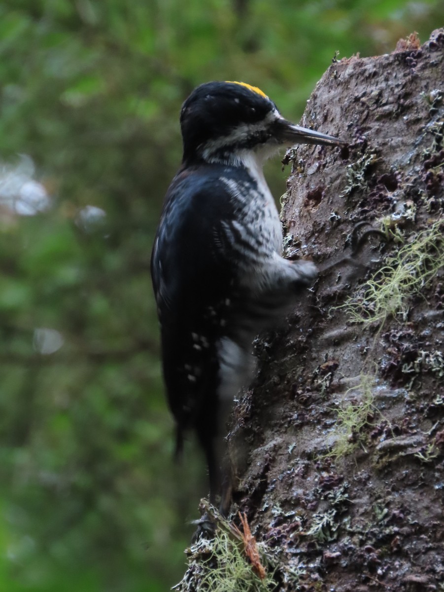 Black-backed Woodpecker - ML608978572