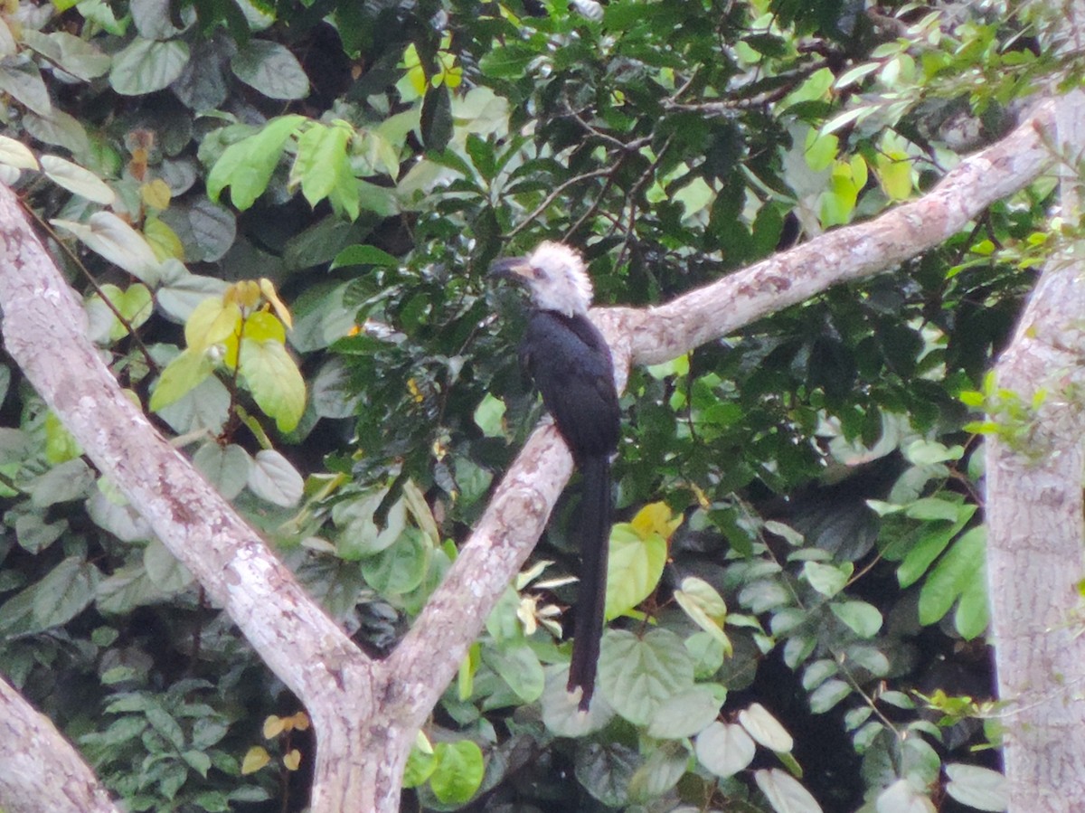Western Long-tailed Hornbill - ML608978832