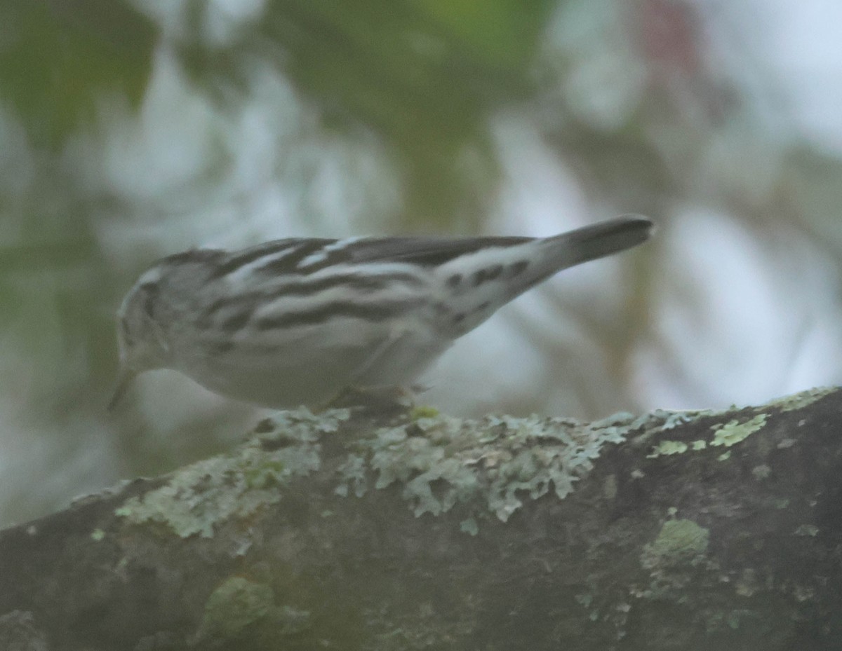 Black-and-white Warbler - ML608979100