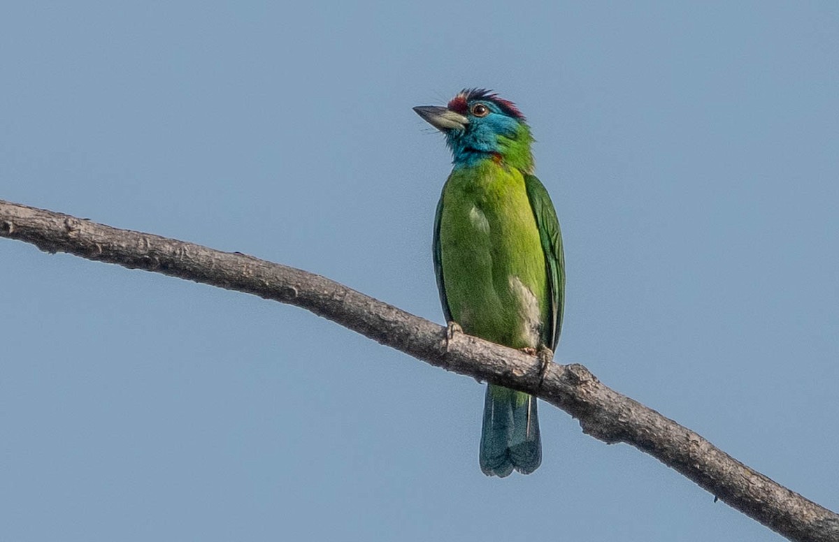 Blue-throated Barbet (Red-crowned) - ML608979648