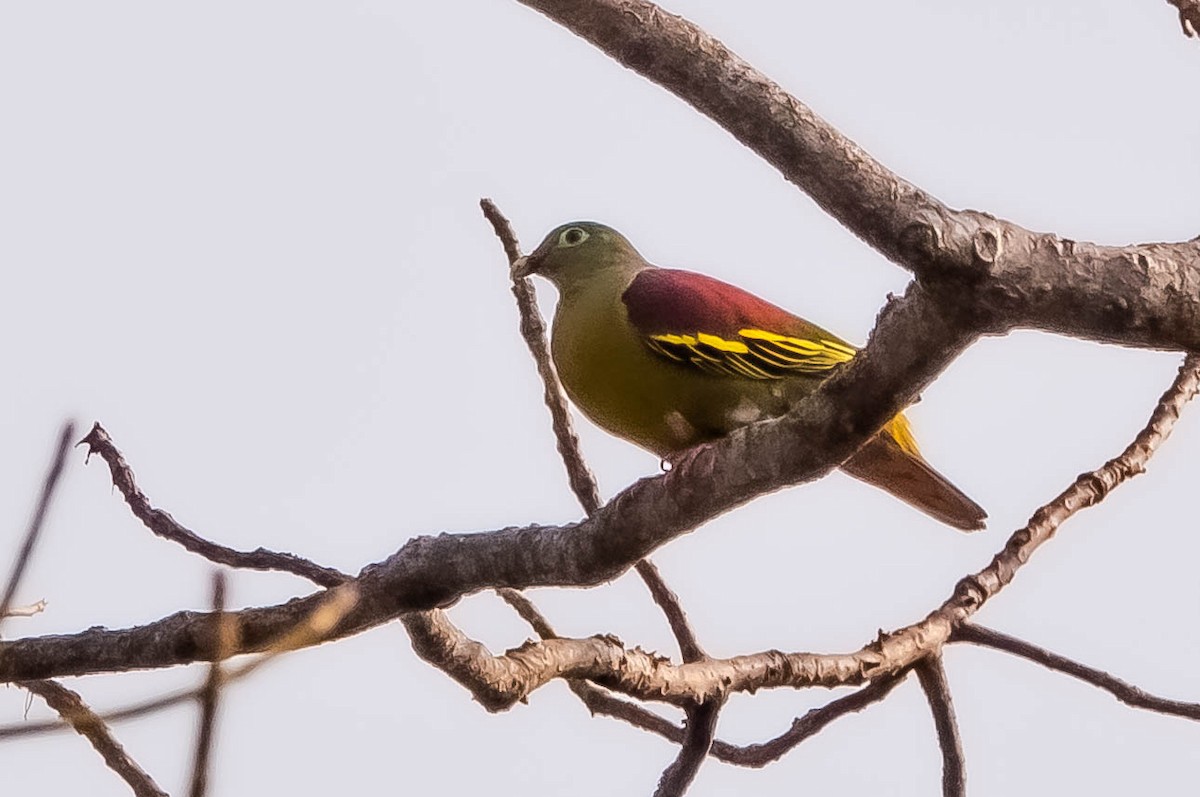 Thick-billed Green-Pigeon - ML608979792