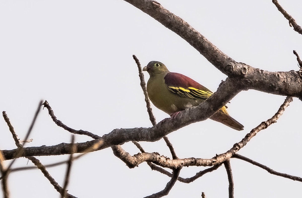 Thick-billed Green-Pigeon - ML608979794