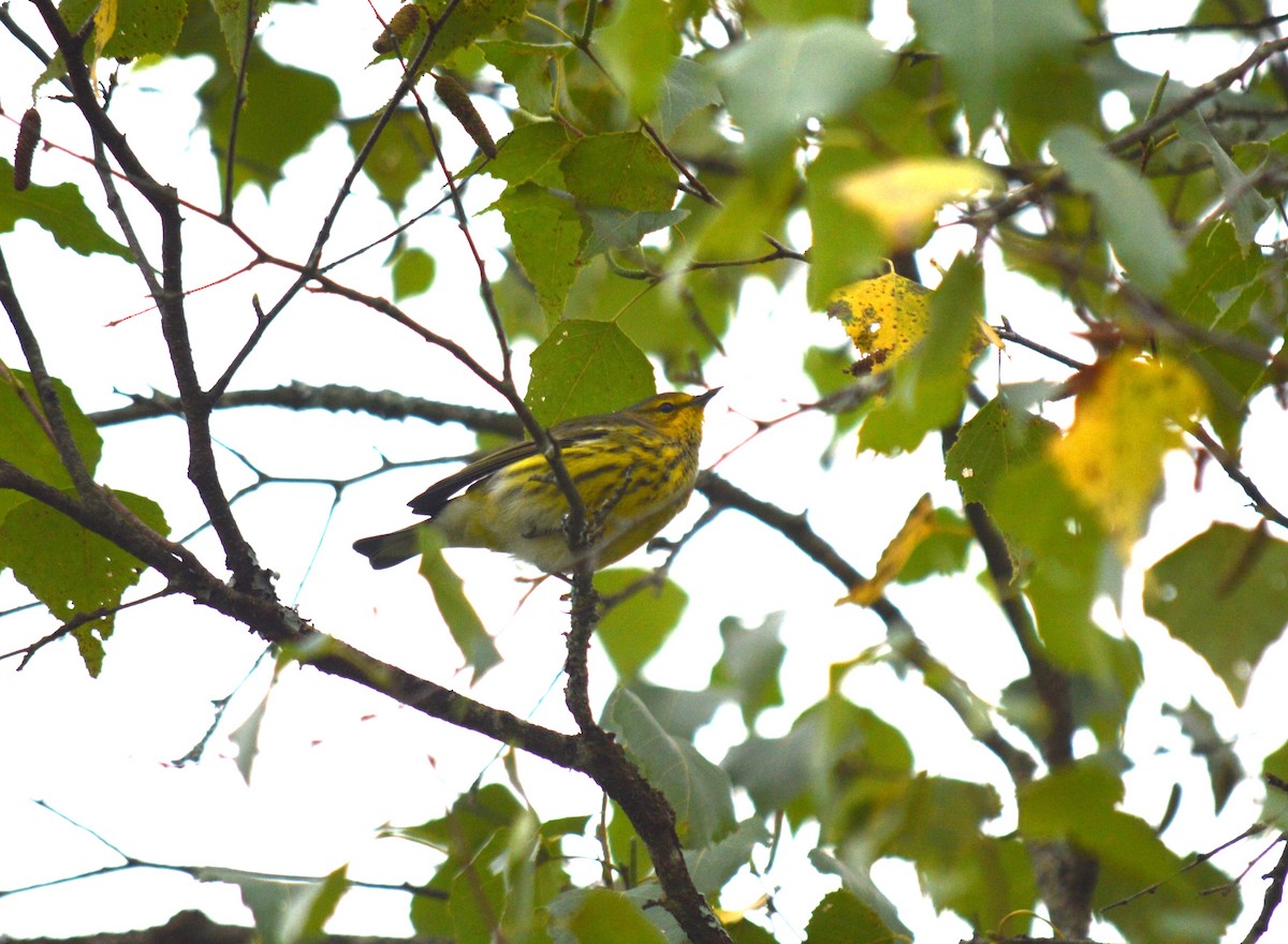 Cape May Warbler - ML608980098