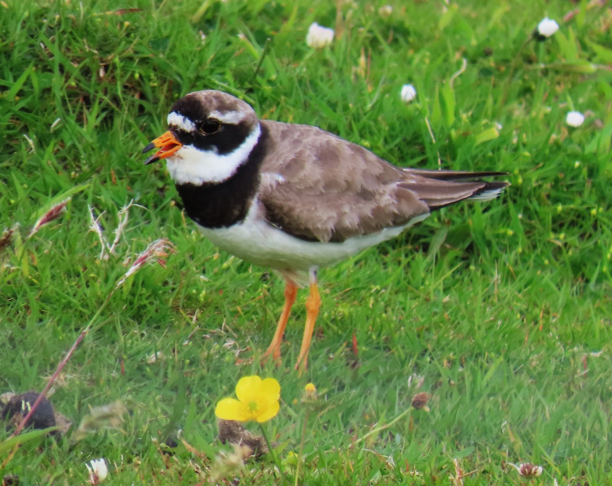Common Ringed Plover - ML608980238