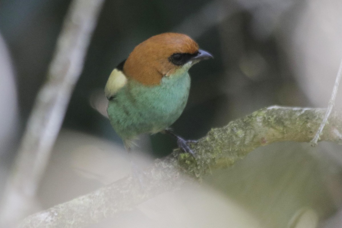 Black-backed Tanager - ML608980384