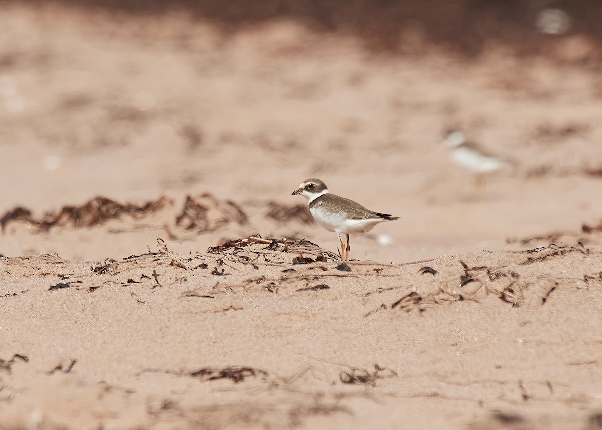 Semipalmated Plover - ML608981827