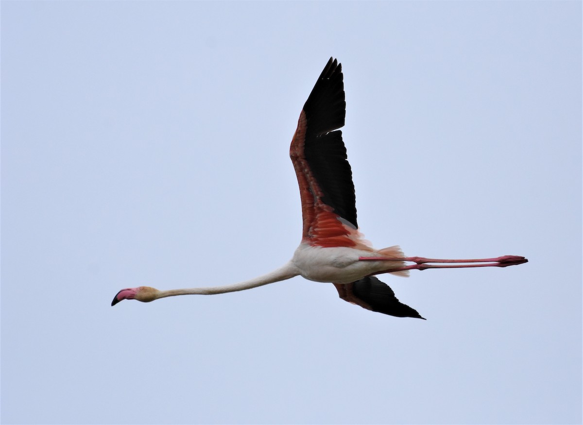 Greater Flamingo - ML608982930