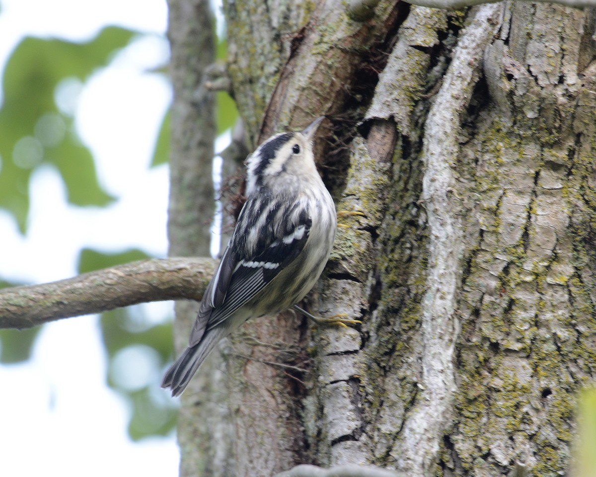 Black-and-white Warbler - ML608983135