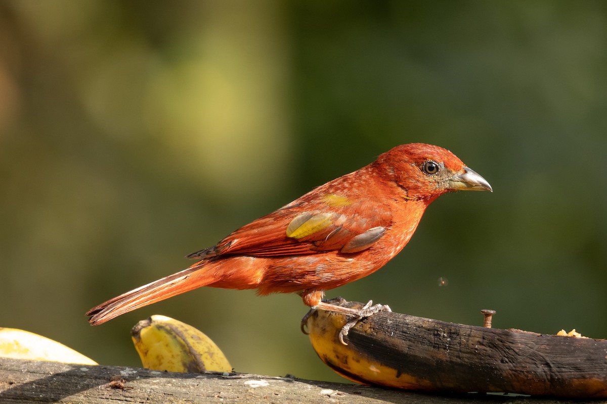 Hepatic Tanager (Highland) - ML608983672