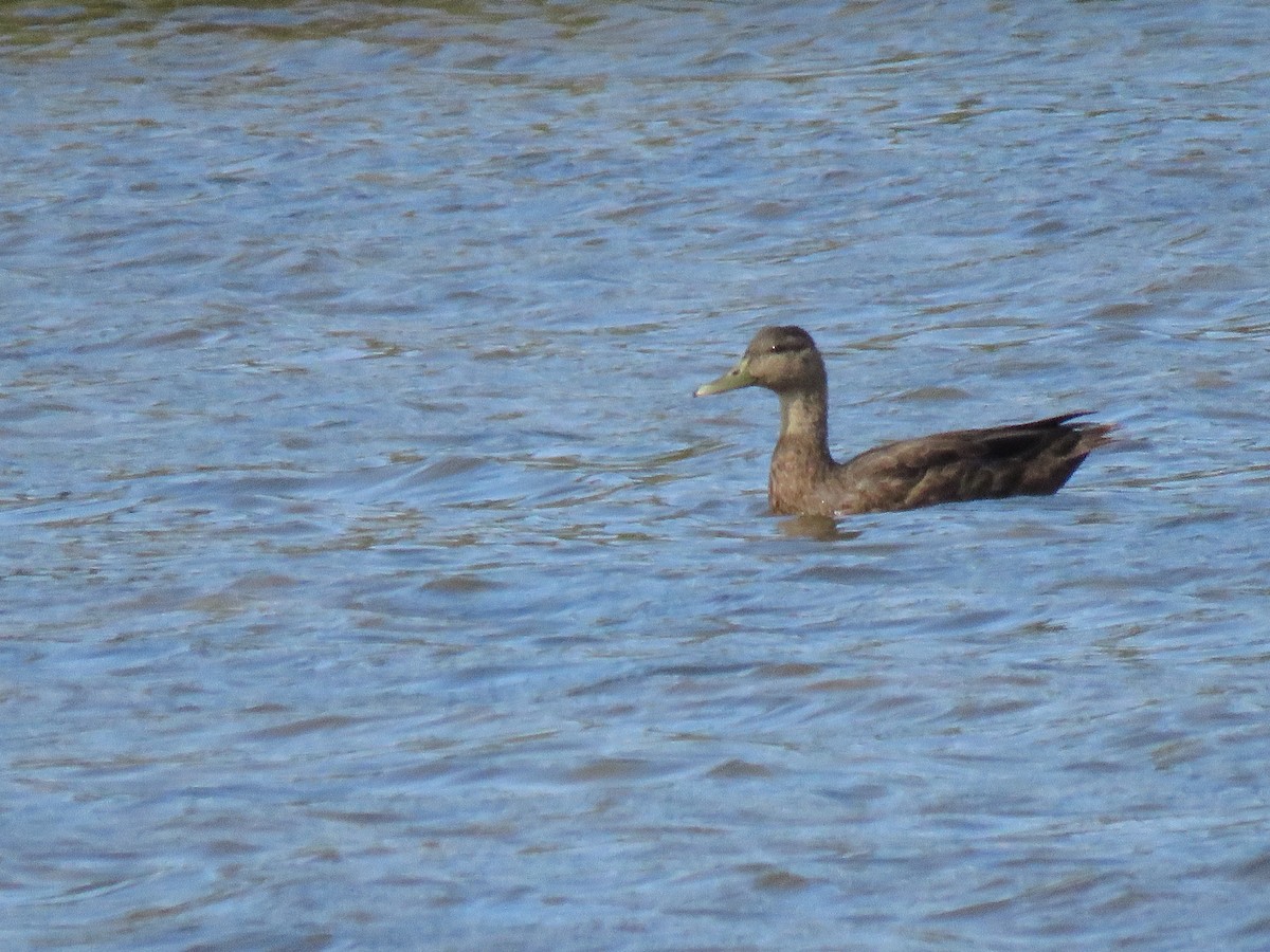 American Black Duck - ML608983775